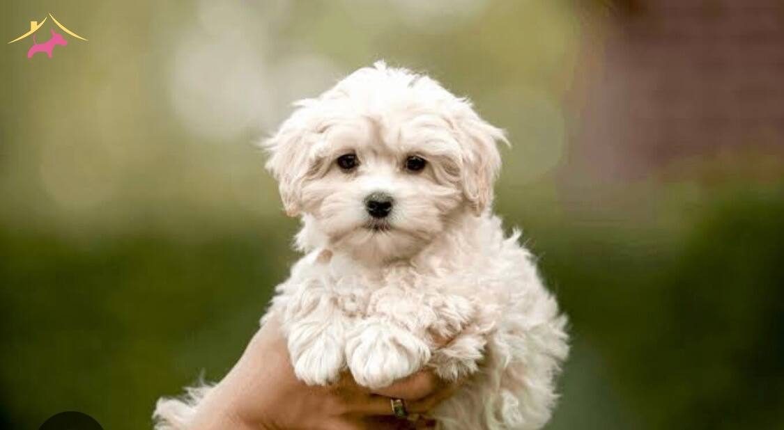 ORJİNAL MALTİPOO YAVRULARIMIZ HAZIRDIR