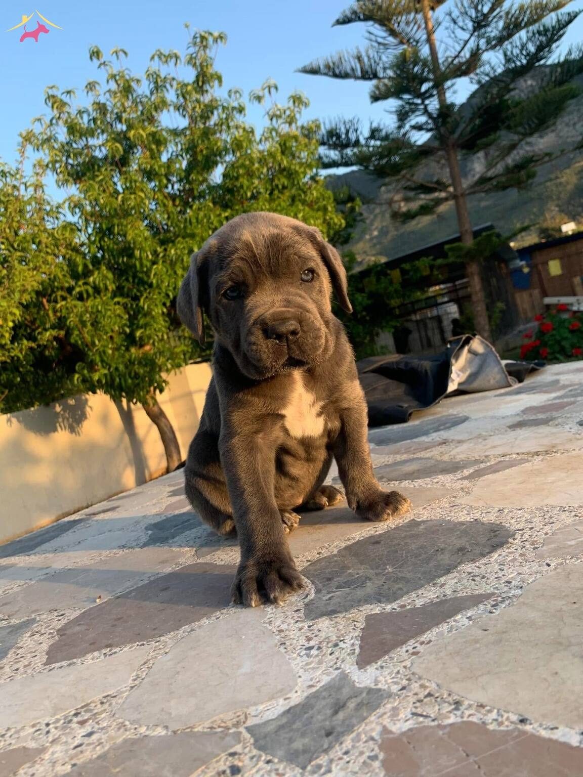 CANE CORSA YAVRULARI HAZIR