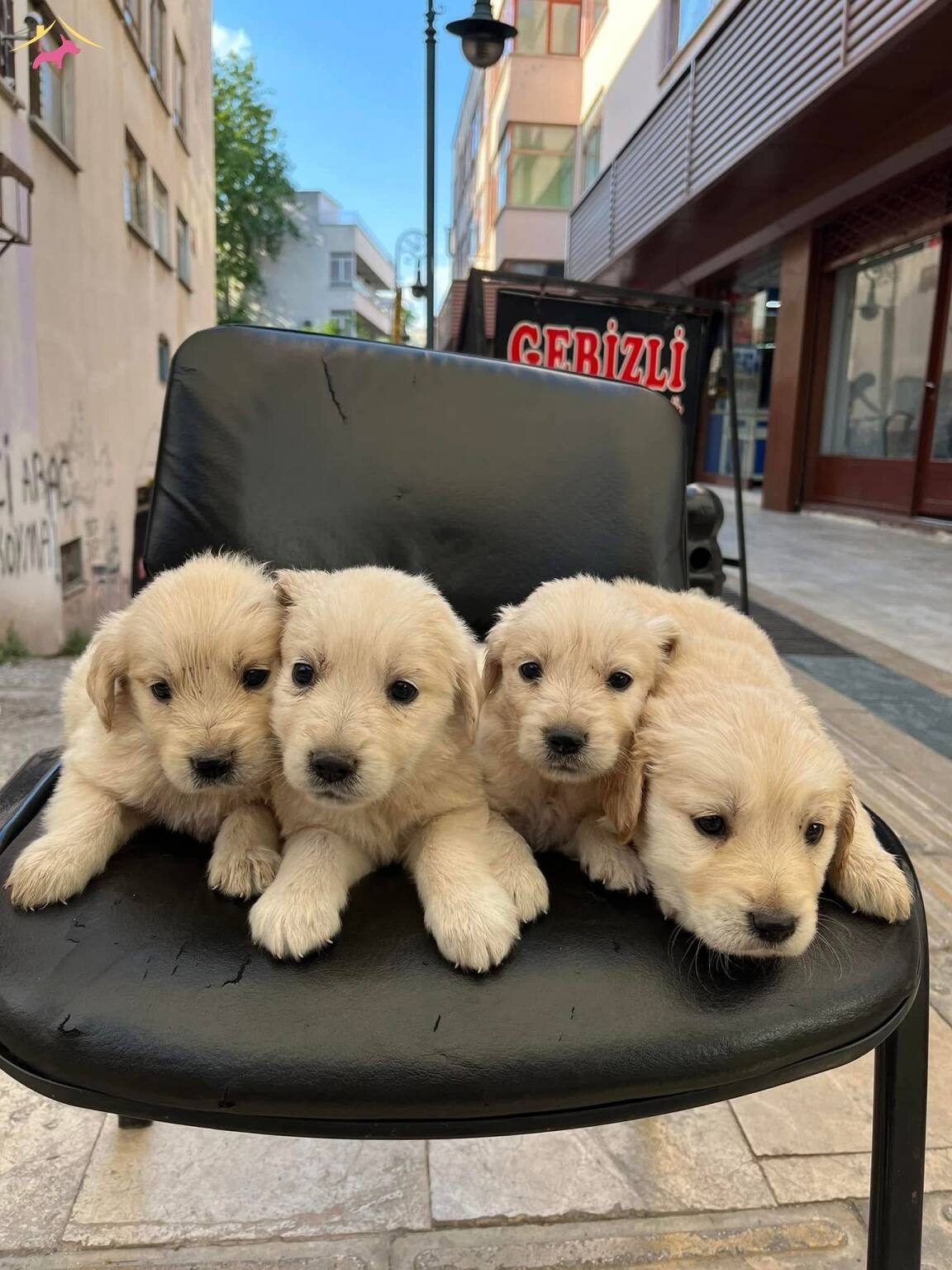 GOLDEN IRK VE SAĞLIK GARANTİLİ