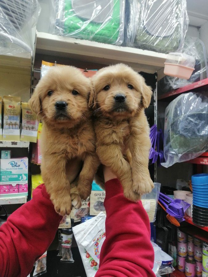 Eşsiz Güzellikte, Sağlıklı Golden Retriever Yavruları!