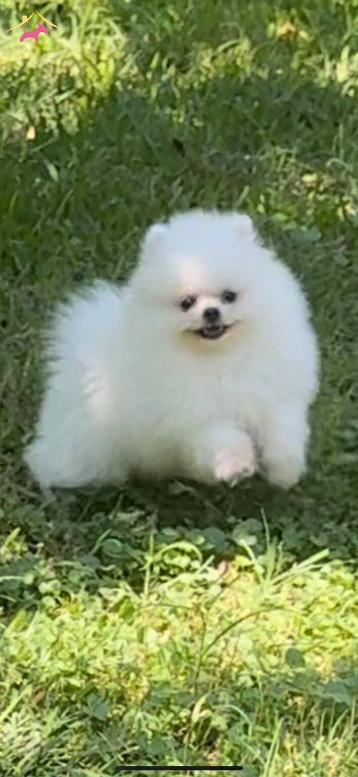 Karbeyaz boo