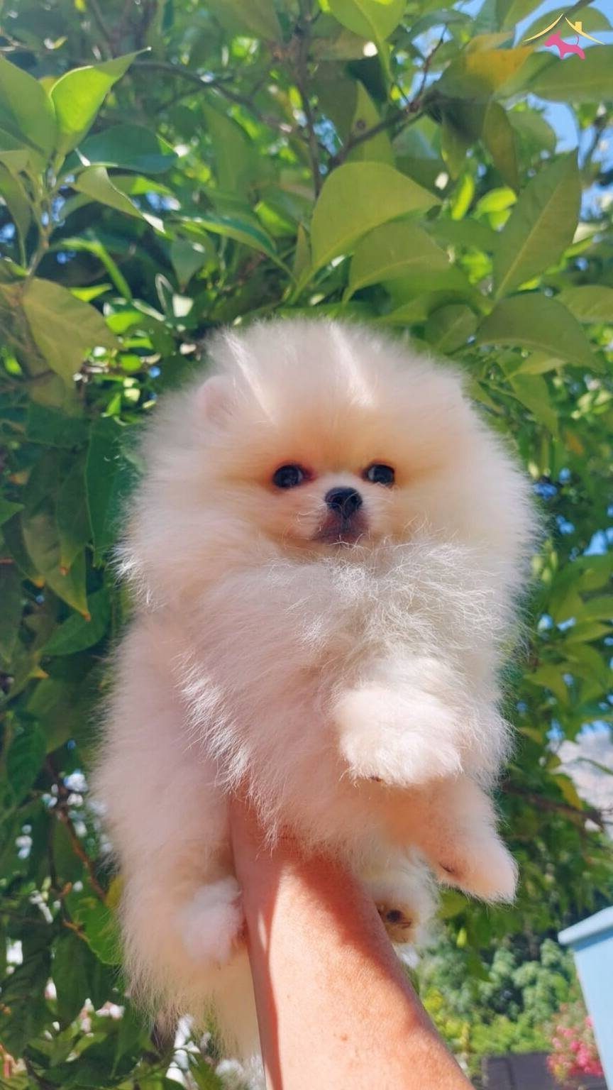 tedybear pomeriyan bo