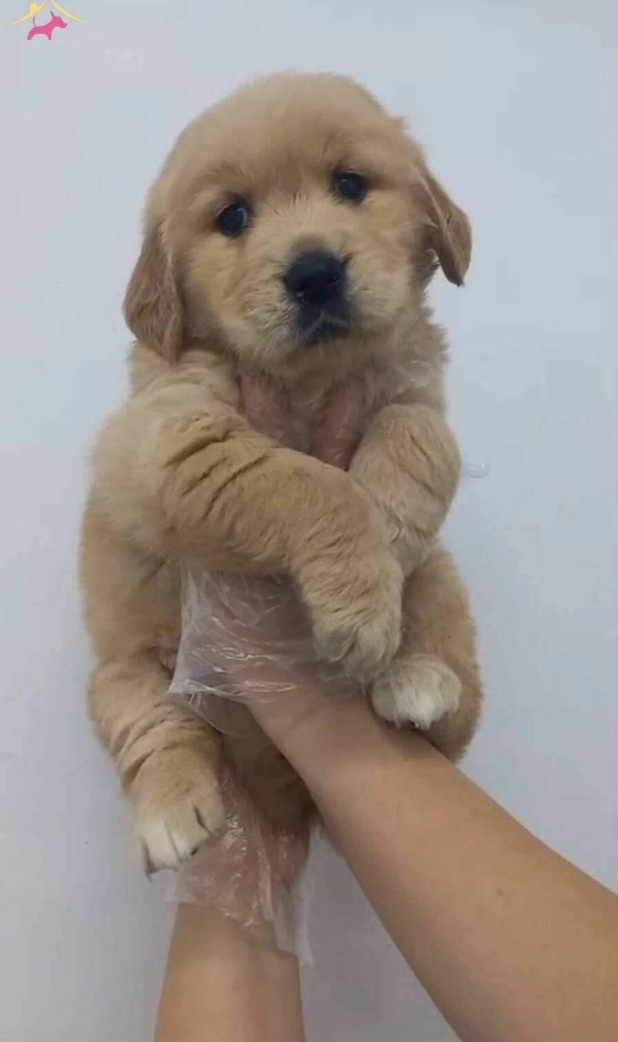 Golden retriever babyface