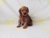 RED BROWN POODLE YAVRULAR EV ÜRETİMİ