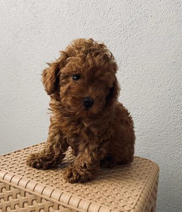 RED BROWN POODLE YAVRULARİM EV ÜRETİMİ