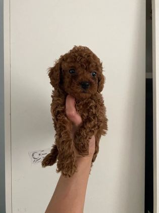 Toy Poodle Canlar Ev Üretimi