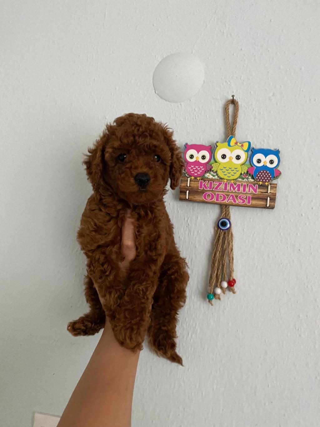 TOY POODLE YAVRULARIM ORİJİNAL EV ÜRETİMİ