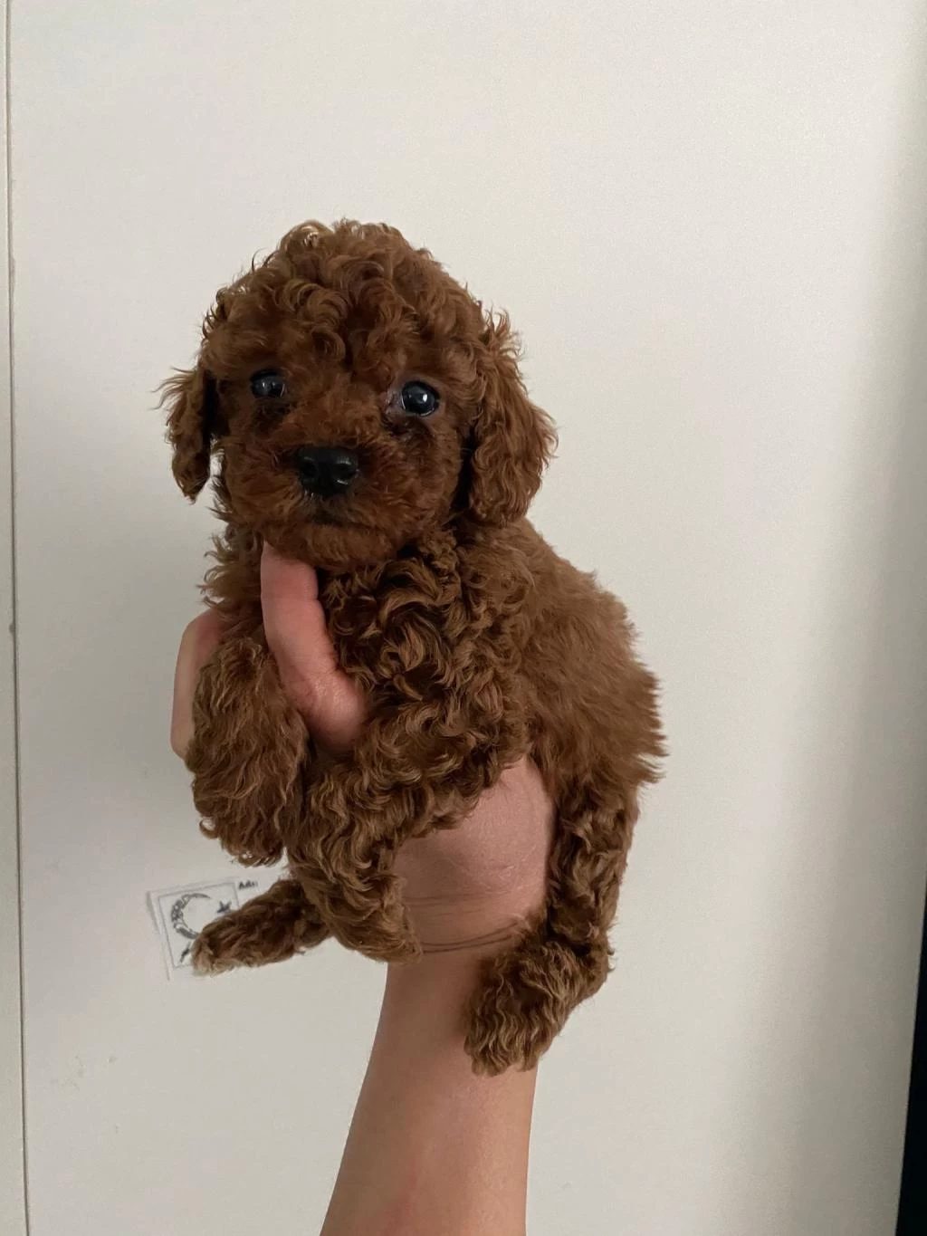 Toy Poodle Yavrularım Orijinal