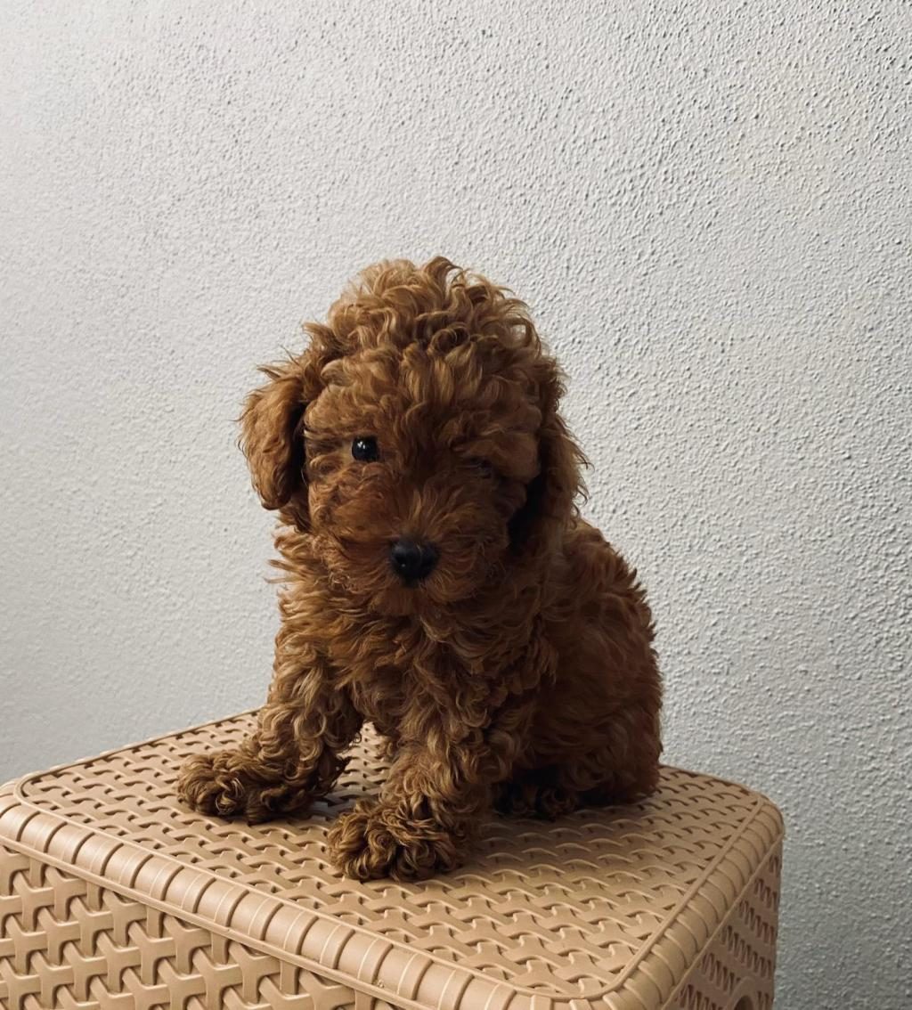 RED BROWN POODLE YAVRULARİM EV ÜRETİMİ