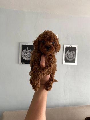 Toy Poodle Bebekler Orijinal