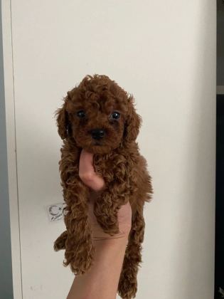 Toy Poodle Canlar Ev Üretimi