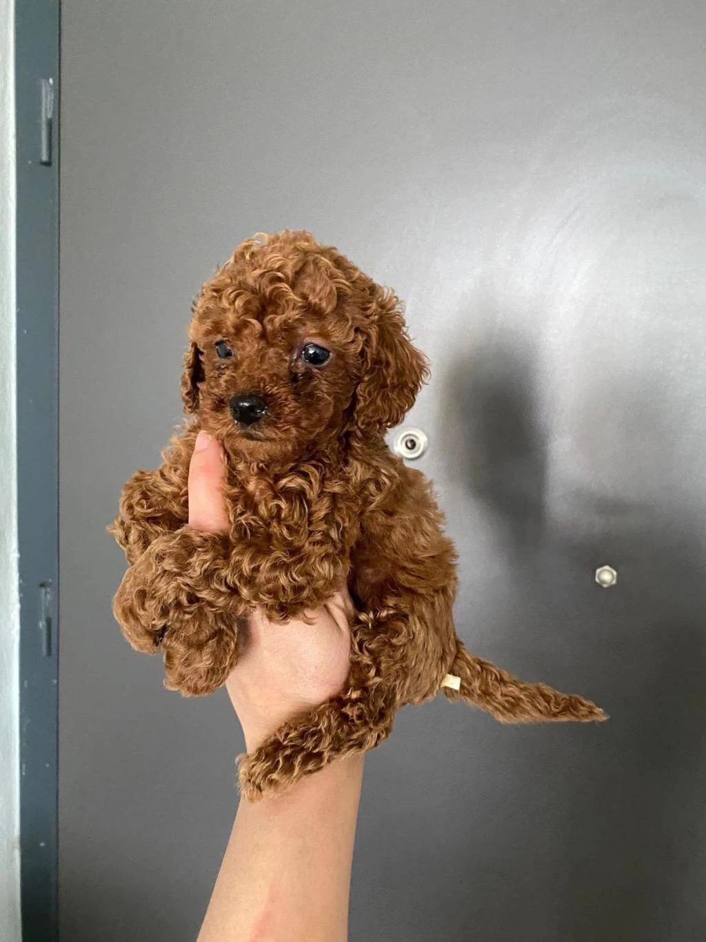 Red Brown Poodle Yavrularım