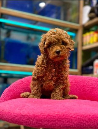 Red Brown Poodle Yavruları Aşılı