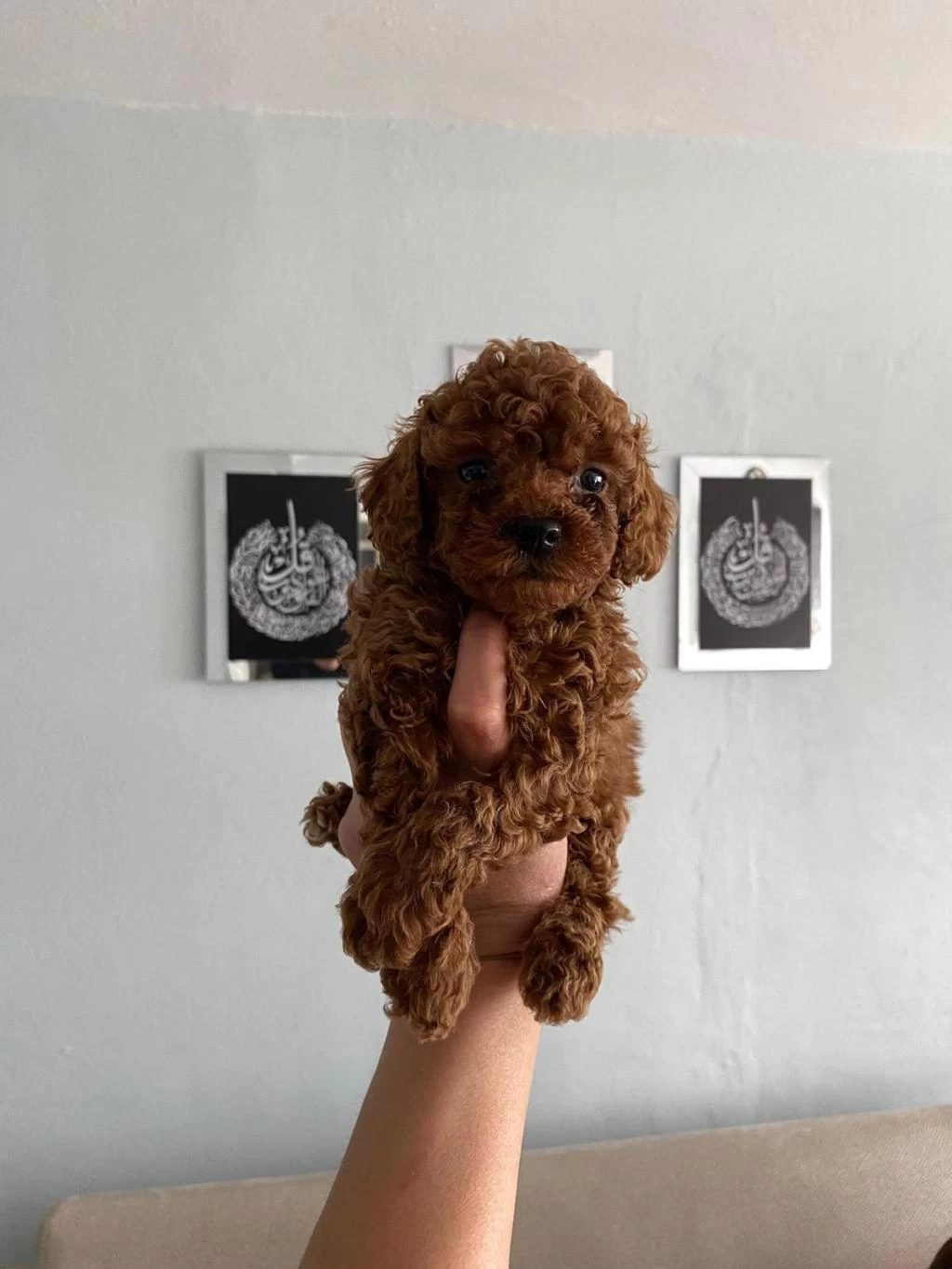 Toy Poodle Bebekler Orijinal