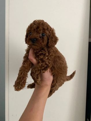 Toy Poodle Yavrularım Orijinal