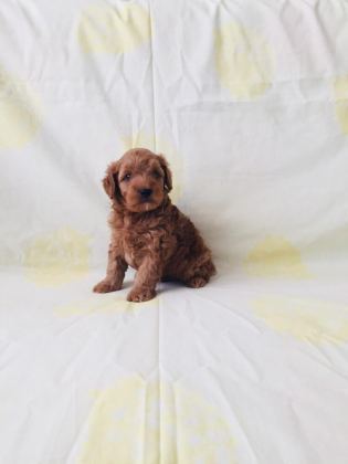 RED BROWN POODLE YAVRULAR EV ÜRETİMİ
