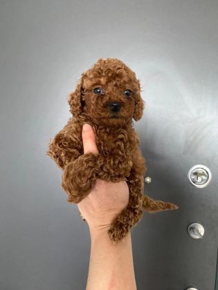 Red Brown Poodle Yavrularım
