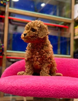Red Brown Poodle Yavruları Aşılı