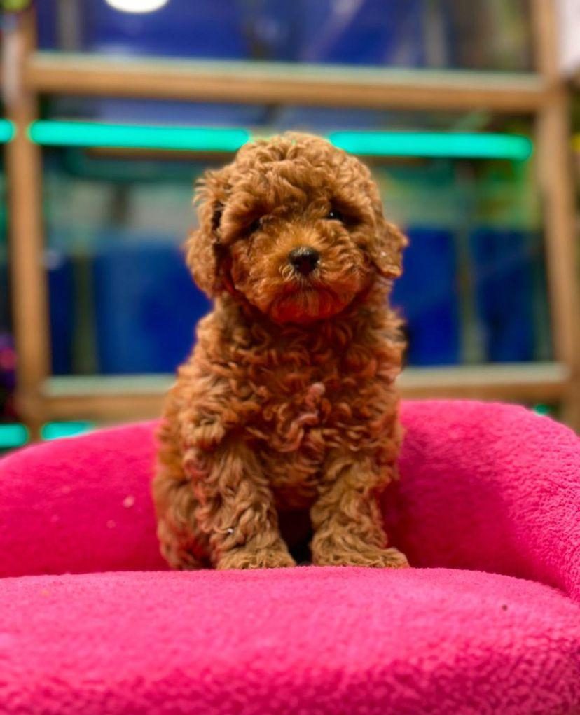 TOY POODLE BEBEKLERİM ORİJİNAL EV ÜRETİMİ