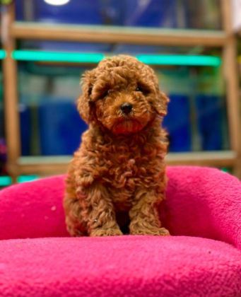 TOY POODLE BEBEKLERİM ORİJİNAL EV ÜRETİMİ