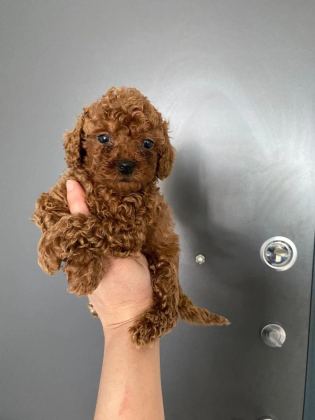 Red Brown Poodle Yavrularım