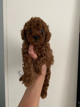 Toy Poodle Canlar Ev Üretimi