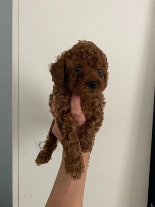 Toy Poodle Canlar Ev Üretimi