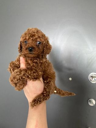 Red Brown Poodle Yavrularım