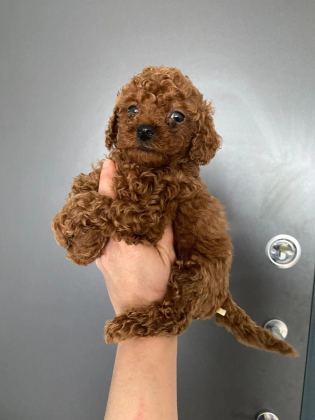 Red Brown Poodle Yavrularım