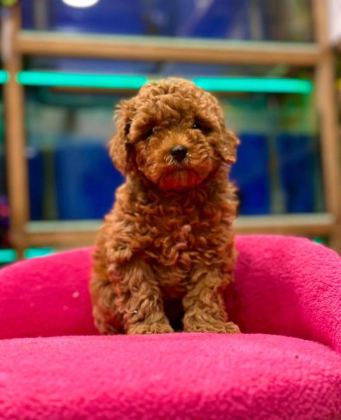 Red Brown Poodle Yavruları Aşılı