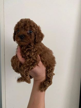 Toy Poodle Yavrularım Orijinal