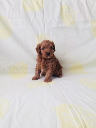 RED BROWN POODLE YAVRULAR EV ÜRETİMİ