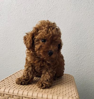 RED BROWN POODLE YAVRULARİM EV ÜRETİMİ