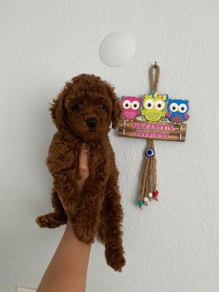 TOY POODLE YAVRULARIM ORİJİNAL EV ÜRETİMİ