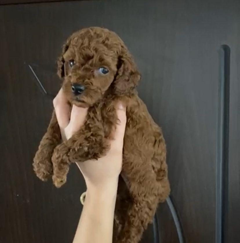 TOY POODLE YAVRULARIM ORİJİNAL