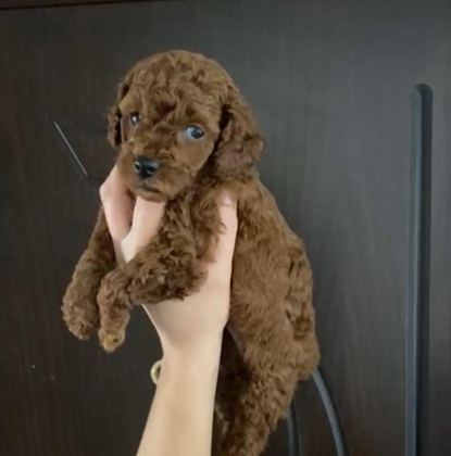 TOY POODLE YAVRULARIM ORİJİNAL