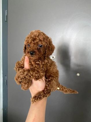 Red Brown Poodle Yavrularım