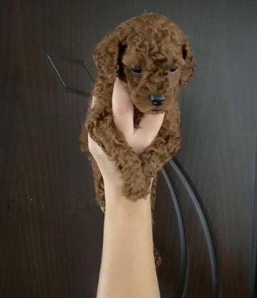 TOY POODLE YAVRULARIM ORİJİNAL