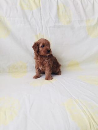 RED BROWN POODLE YAVRULAR EV ÜRETİMİ