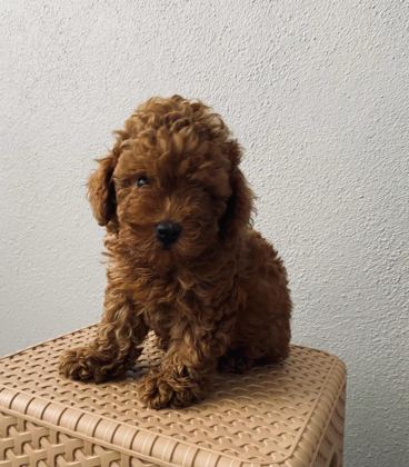 RED BROWN POODLE YAVRULARİM EV ÜRETİMİ