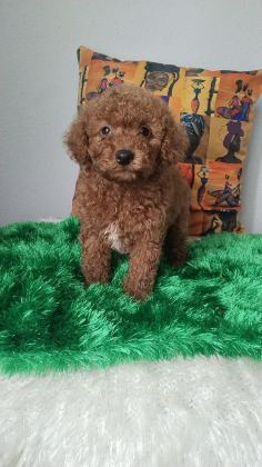 ORJİNAL POODLE BEBEKLER