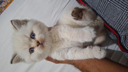 İPEK TÜY A KALİTE KEDİLER