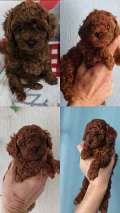 ORJİNAL POODLE BEBEKLER
