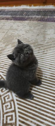İPEK TÜY A KALİTE KEDİLER
