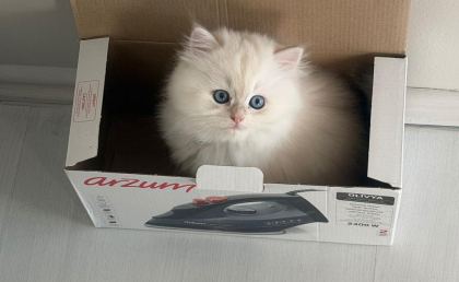 İPEK TÜY A KALİTE KEDİLER