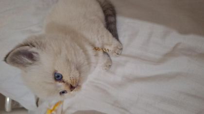 İPEK TÜY A KALİTE KEDİLER