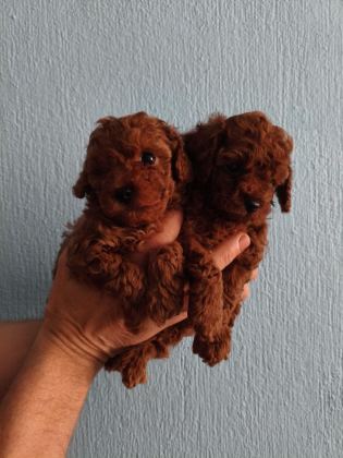 ORJİNAL POODLE BEBEKLER