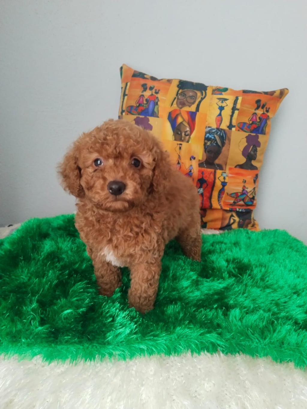 ORJİNAL POODLE BEBEKLER