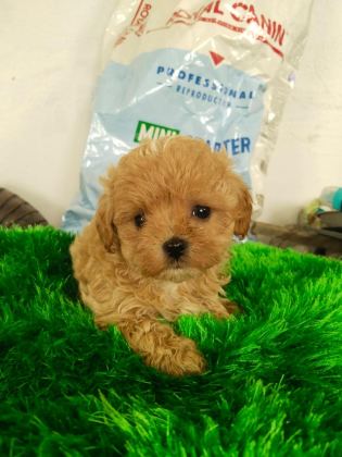 ORJİNAL POODLE BEBEKLER