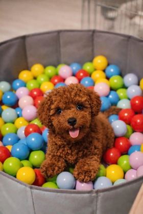 İrk Ve Saglik Garantili Poodle